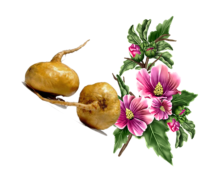 MACA & MALVA