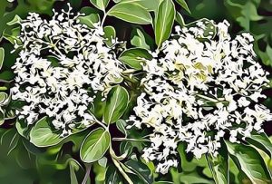 Elder Blossom