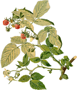 Herbal and plant abstracts